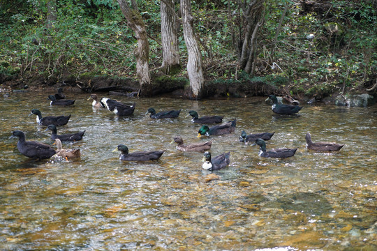 山里溪流中的鸭子群