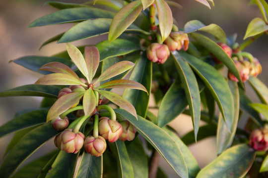 五味子科植物红毒茴