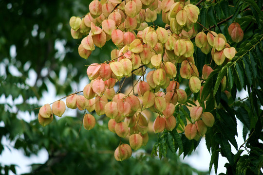 栾树开花