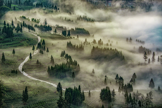 高山云雾茶园