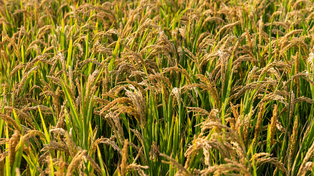 成熟的水稻田高清大图