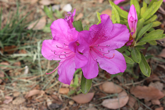 杜鹃花