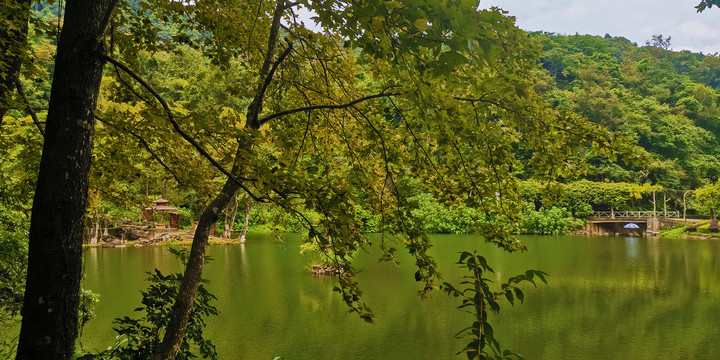 湖边红枫树