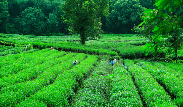 龙井茶园茶农