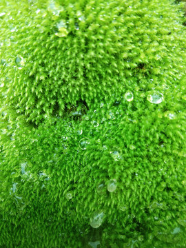 水珠露珠绿植绿植水珠