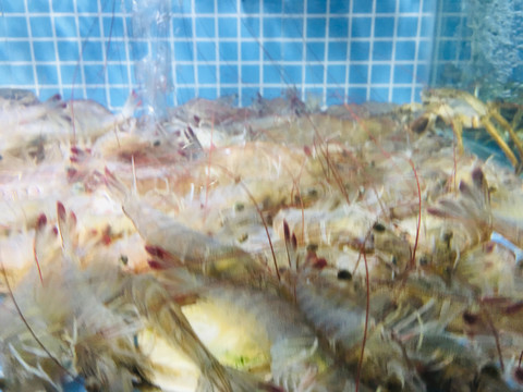 基围虾