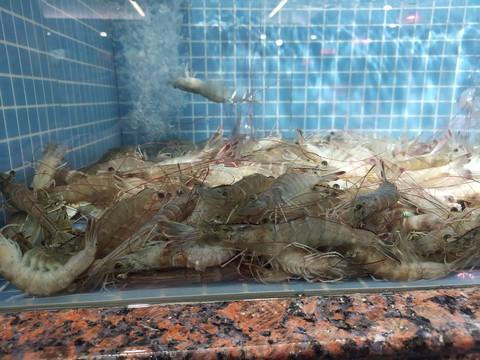 鱼缸里的基围虾