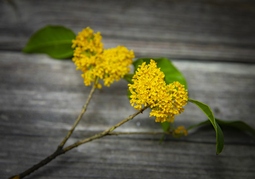 心形桂花