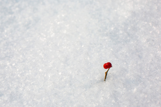 雪地