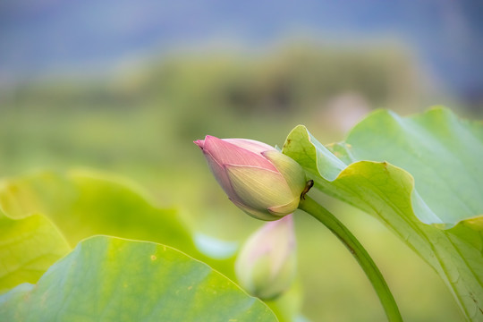 荷花