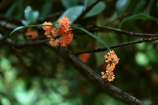 丹桂花