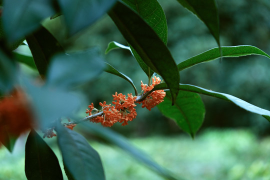 丹桂花