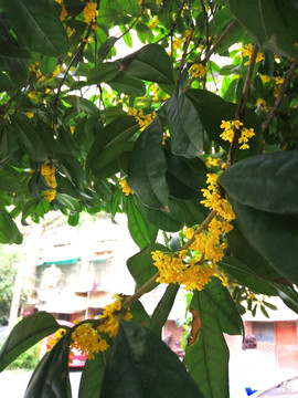 桂花
