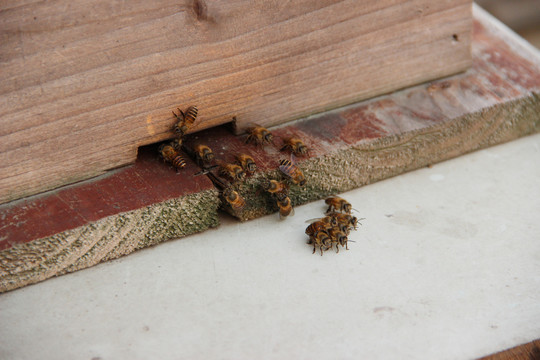 人工养殖蜂巢