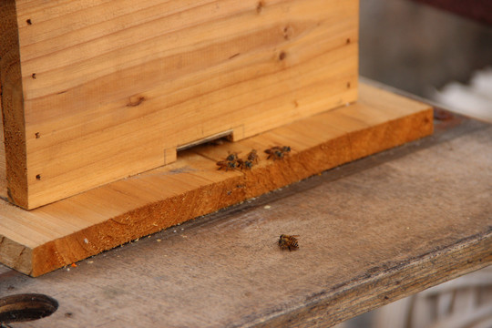 木箱蜂巢