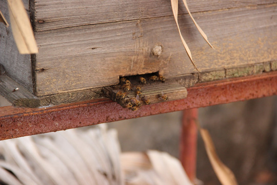 人工养殖蜂巢