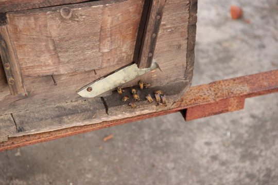 木箱蜂巢