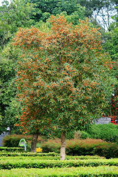 金桂花树