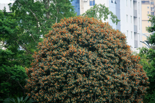 桂花树