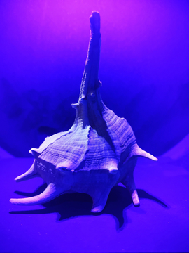 彩灯下的海螺