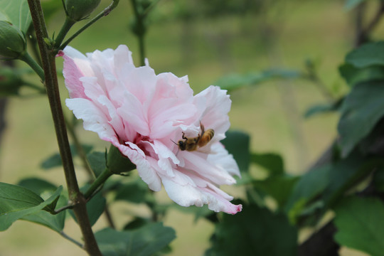 粉紫重瓣木槿和蜜蜂