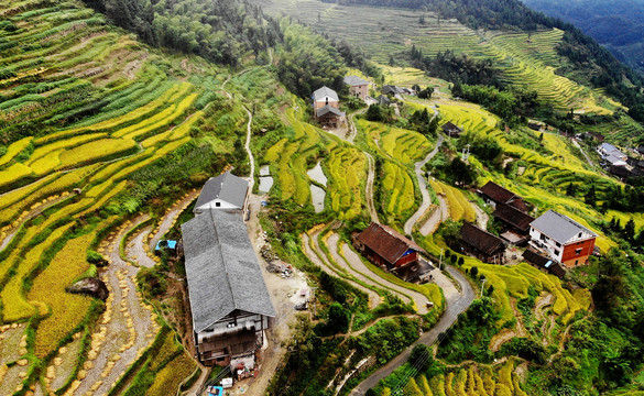 紫鹊界梯田2020年秋景高清