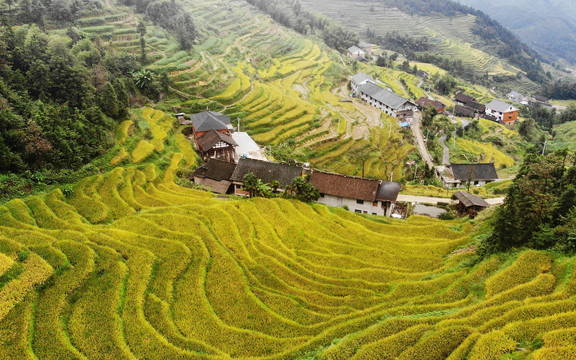 紫鹊界梯田2020年秋景高清