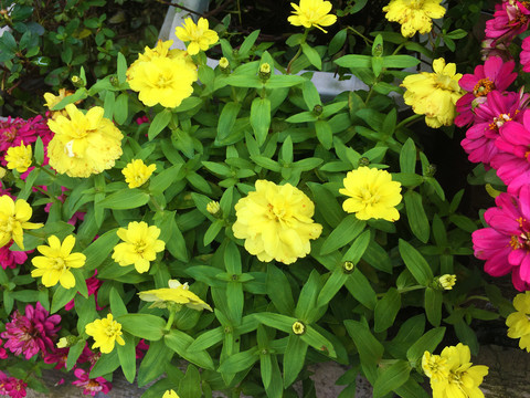菊花