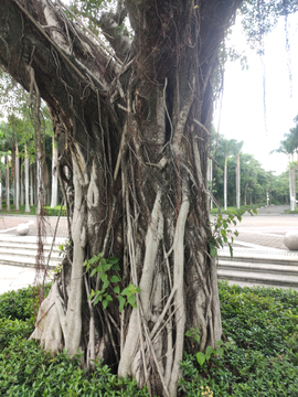 大树植物树根老树根