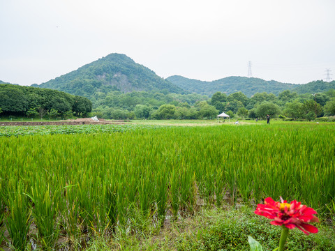 八卦田风景