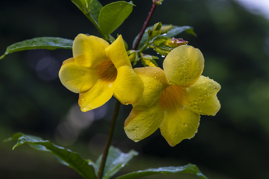黄蝉花朵