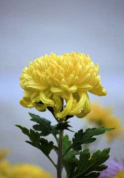 八爪菊花