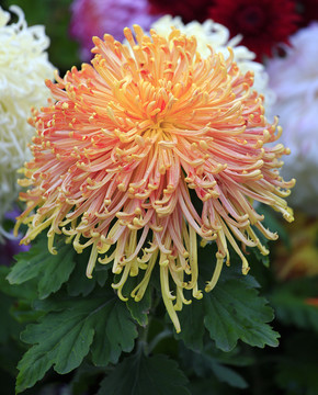 菊花