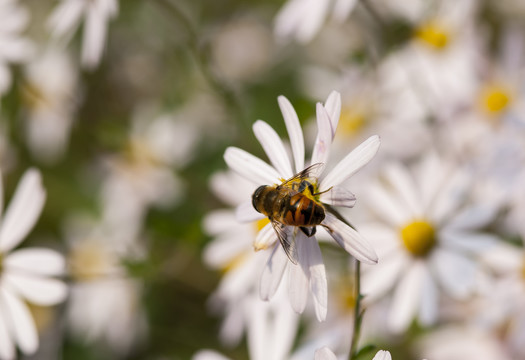 野菊花与蜜蜂