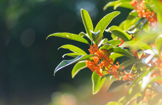 桂花特写