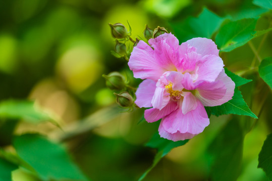 芙蓉花特写