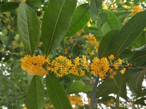 桂花飘香