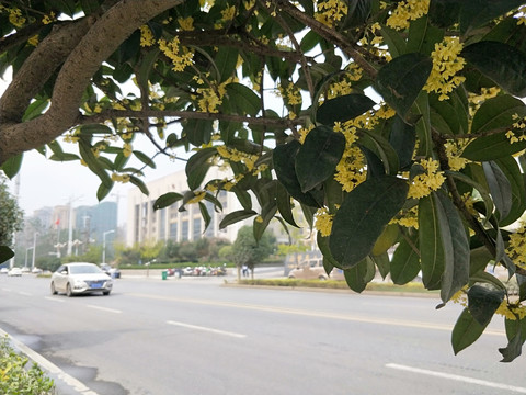 桂花飘香