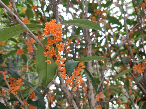 桂花飘香