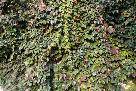 高清绿色植物背景墙素材