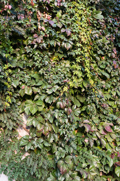 高清绿色植物背景墙素材