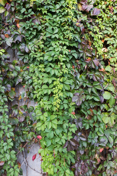 高清绿叶背景墙素材