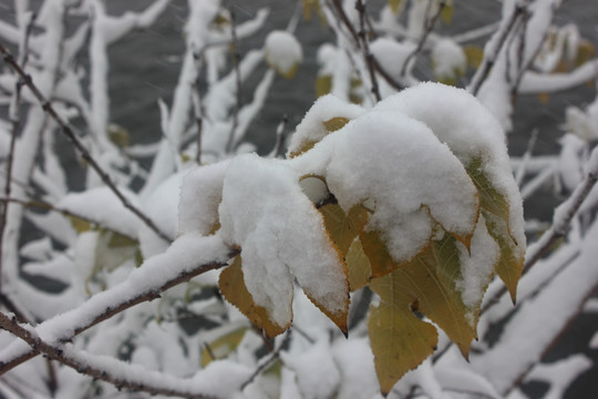 雪中景物