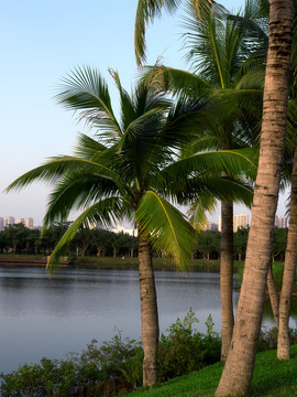 水边的椰子树