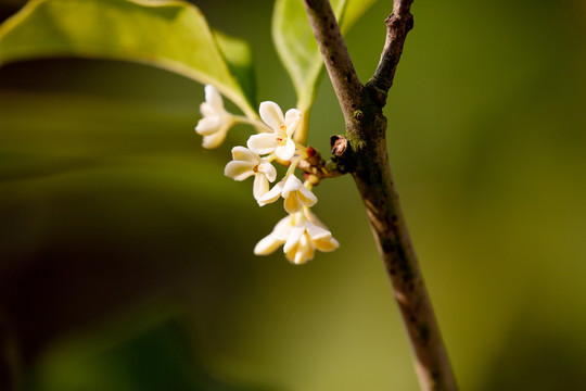 桂花