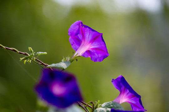 牵牛花