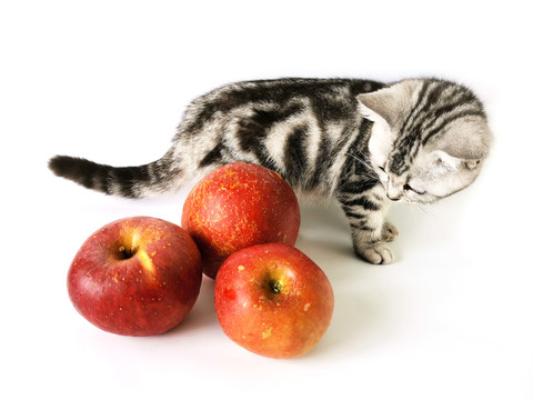 猫咪与大凉山丑苹果