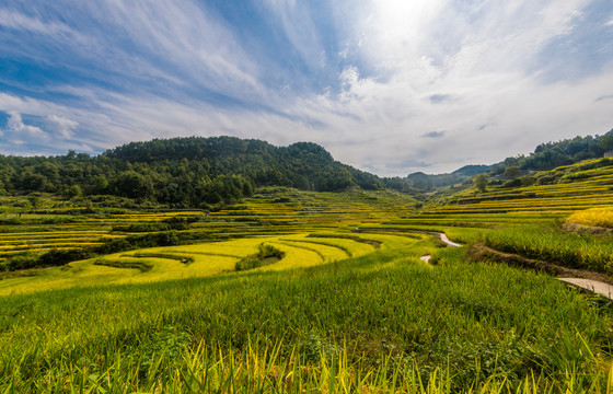 湖北蕲春梯田