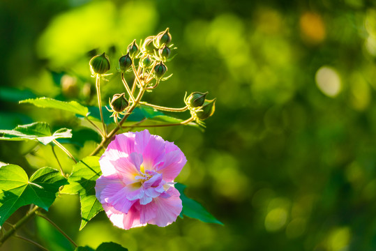 芙蓉花特写