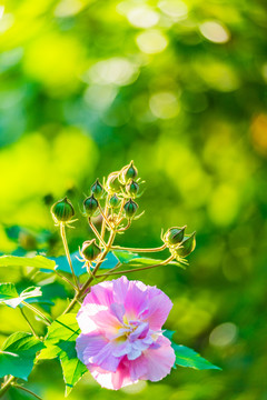 芙蓉花特写